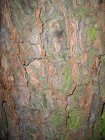 Ecorce_arbre.JPG